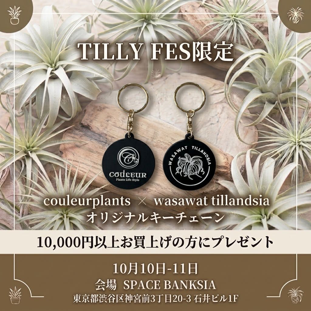 TILLY FES 6